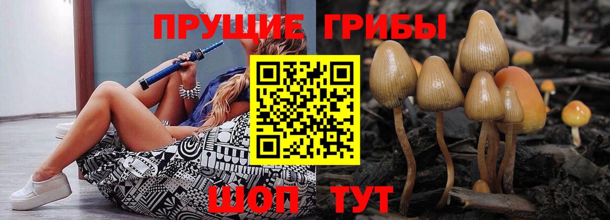 Псилоцибиновые грибы Psilocybe Прокопьевск